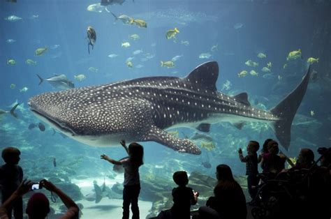 Playful whale shark at Georgia Aquarium