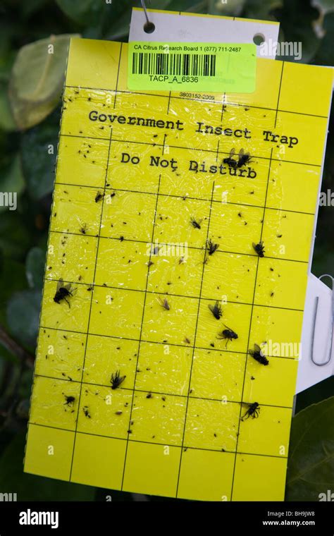 Insect Trap (Government Insect Trap), attached to branch Stock Photo ...