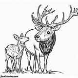 Bull Elk And Baby Coloring Pages  For Kids – Smart sketch template