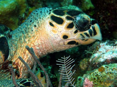 Iluminación Profunda: Tortuga Carey (Roatan, Honduras)