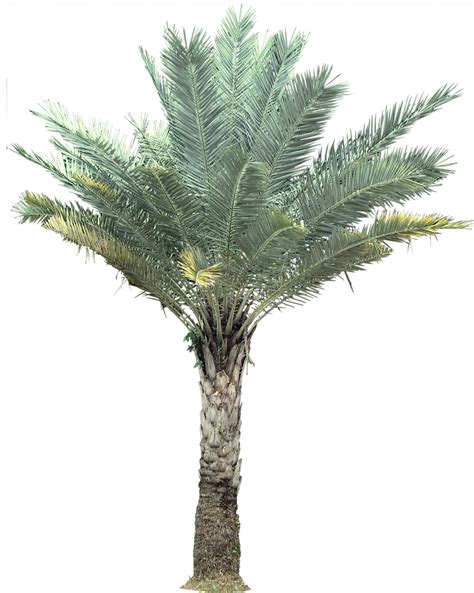 Tropical Plant Pictures: Palm : Phoenix Sylvestris