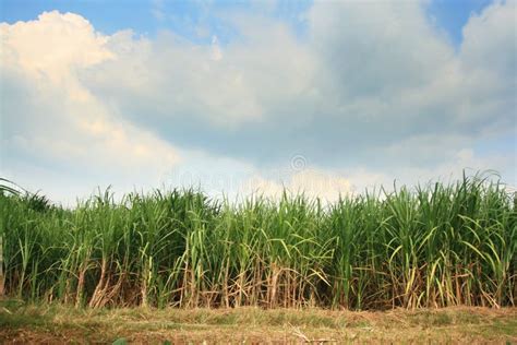 Sugar cane plantation stock photo. Image of cellulose - 11498564