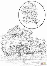 White Oak coloring page  Free Printable Coloring Pages sketch template