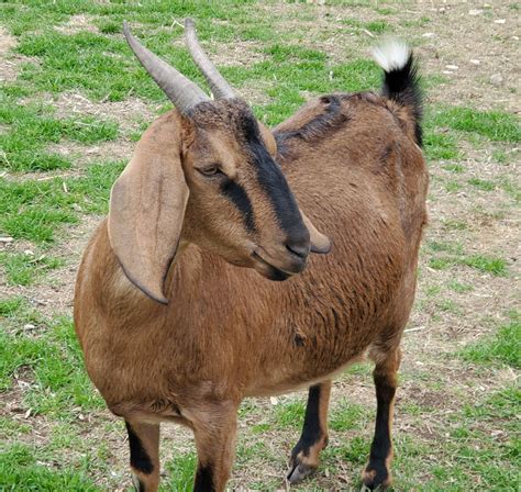 Nubian Dairy Goats | Lampasas, TX - Lone Star Goats