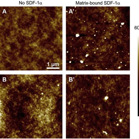 Atomic force microscopy images | Download Scientific Diagram