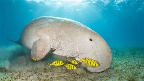 The Director of the Gulf of Mannar Marine National Park recently bagged UNESCO’s Michel Batisse ...