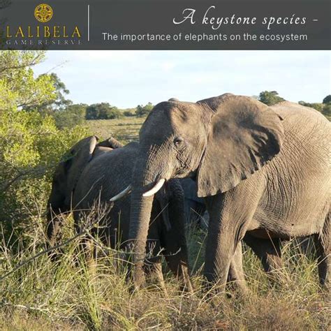 A Keystone Species – The importance of elephants on the ecosystem | Blog