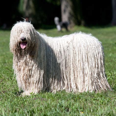 Hungarian Puli - Dog Breed Health