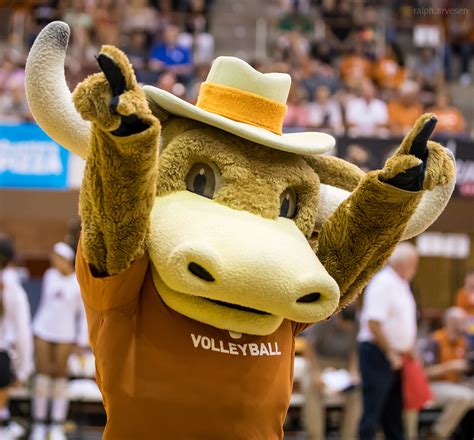 University of Texas Longhorns volleyball game against the Iowa State ...