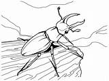 Free Printable Bug Coloring Pages For Kids sketch template