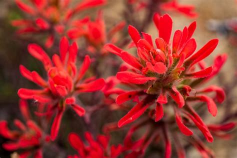 Premium Photo | Red indian paintbrush wildflowers blooming in the eastern sierra nevada ...