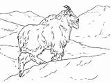 Mountain Goat Coloring Pages sketch template
