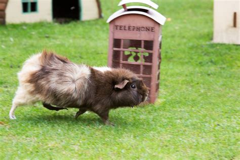 Guinea Pig (Cavia Porcellus) Free Stock Photo - Public Domain Pictures