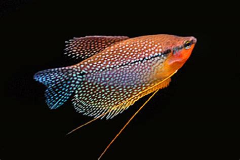 Gourami – Pearl - Effortless Aquaria - Home of Sydney’s experienced and ...