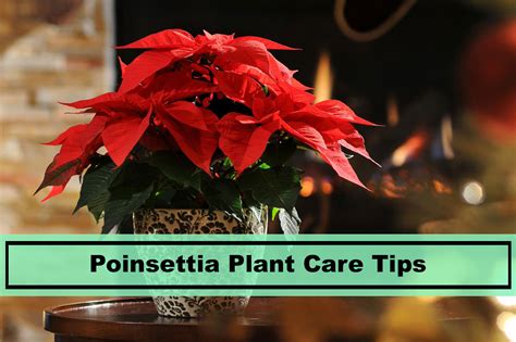 Poinsettia Plant - Care and Growing Tips for Success - Plants Spark Joy