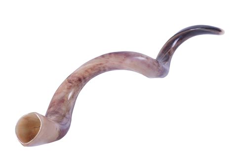 Holy Shofar- Polished Kudu Shofar- Extra Large