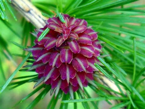 My Nature Photography: Larch Tree Cones