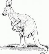 Kangaroo Coloring Page sketch template