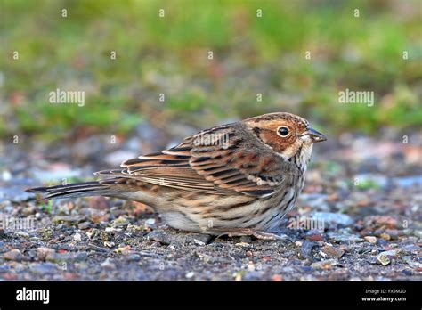 Little bunting hi-res stock photography and images - Alamy