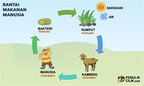 contoh gambar rantai makanan manusia dari Kumpulan Berbagai Gambar Rantai Makanan | Rantai ...