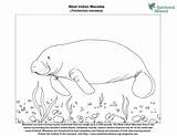 Manatee Coloring Page sketch template