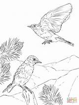Mountain Bluebird Coloring Page Sketch sketch template