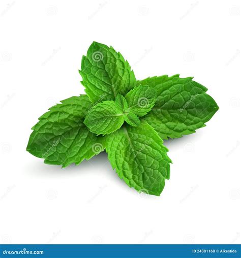 Fresh Mint Leaves On A White Background Royalty Free Stock Photos ...