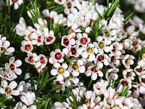 Waxflower Plants Types, How to Grow and Care | Florgeous