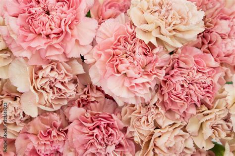 Floral blush and pink carnation flat lay flower background Stock Photo | Adobe Stock