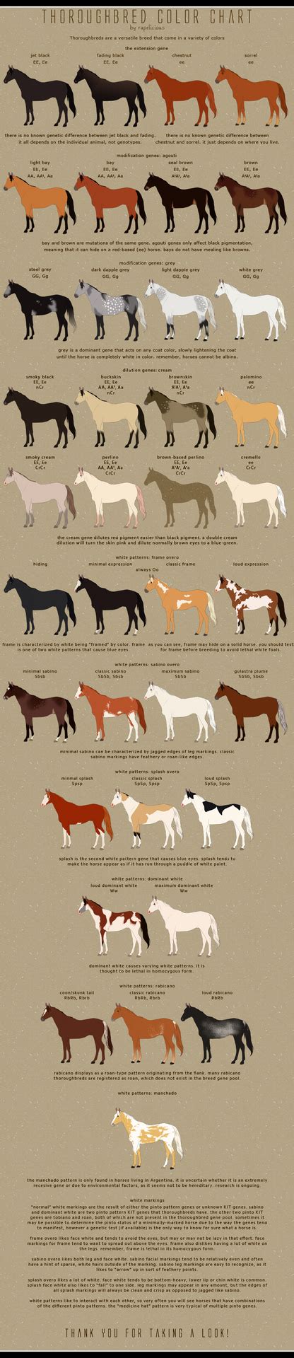 Thoroughbred Color Chart by Prongy on DeviantArt