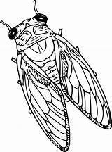 Realistic Cicada Coloring Pages  Cool sketch template