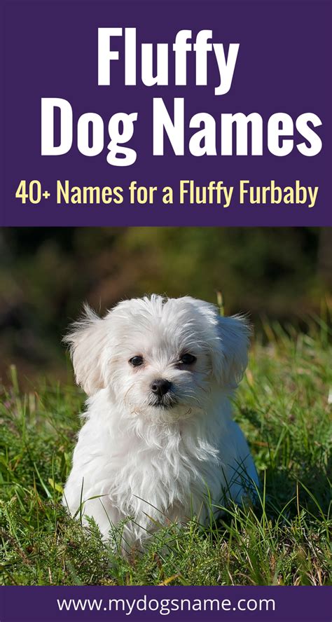 Adorable Fluffy Dog Names for Pomeranian, Samoyed, Chow Chow