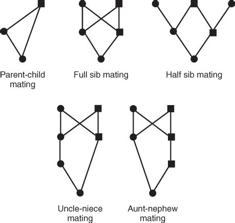 Inbreeding | Basicmedical Key