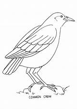 Crow Coloring Pages To Download And Print Sketch Page sketch template