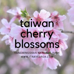 Taiwan Cherry Blossoms at Yangmingshan National Park 2017 - iTravelRox