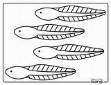 Tadpole Coloring Pages Free PDF Printables  Simply Love sketch template