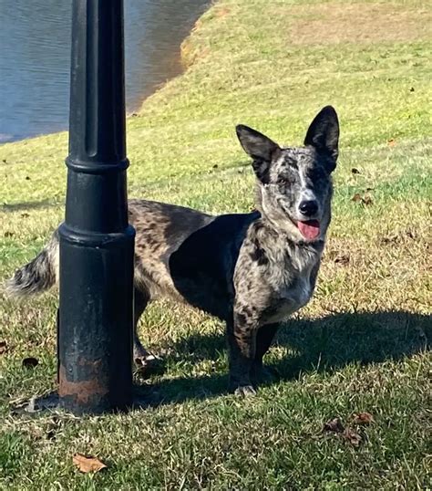 What is a Blue Heeler Cowboy Corgi? - Mohaiminul