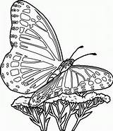 Free Printable Butterfly Coloring Pages For Kids sketch template