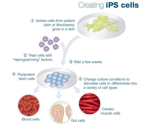 iPS cells | Biología, Dia 2