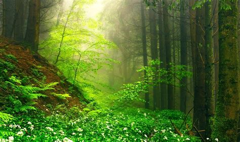 nature, Landscape, Green, Mist, Forest, Wildflowers, Moss, Path, Sunrise, Ferns, Trees, Morning ...