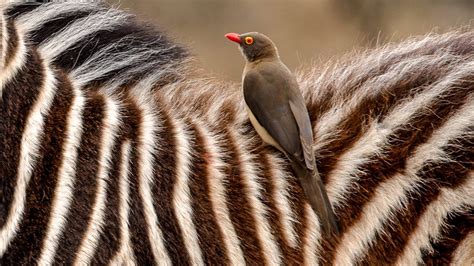 Nature's Perfect Partnership: Zebra and Oxpecker Bond - YouTube