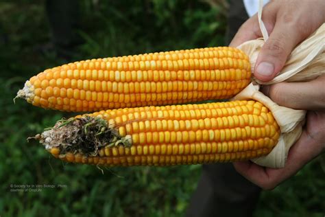 What does GMO corn look like? - Genetic Literacy Project