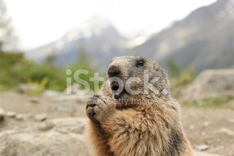 Marmot Eating Stock Photo | Royalty-Free | FreeImages