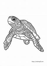 Turtle Coloring Pages  25 Free Printable Coloring Sheets 2024 sketch template