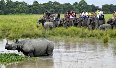 Elephant Safari in Kaziranga National Park, Kaziranga National Park, Assam Tourism 2023 | Safari ...