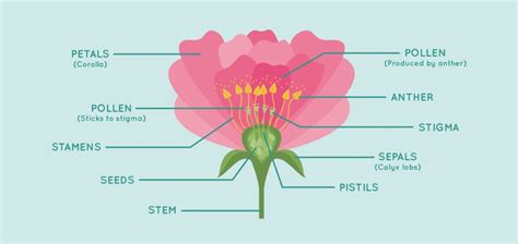 How to Grow Roses your Neighbours will Envy: The Ultimate Guide - All Things Flowers Blog by ...