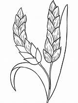Wheat coloring page  ColouringPages sketch template