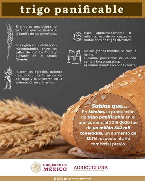 Trigo panificable, saludable para el campo | Secretaría de Agricultura y Desarrollo Rural ...