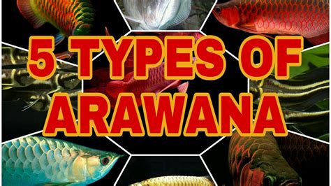 FIVE TYPES OF ARAWANA - YouTube