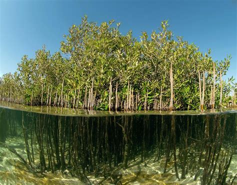 Mangrove Trees #1 by Louise Murray/science Photo Library